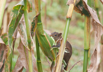 Beautiful squirrel feeding among the corn vegetation on a sunny day