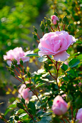 różowa róża w ogrodzie, kwitnący krzew różany, rosa, pink rose in the garden, blooming rose bush   © kateej