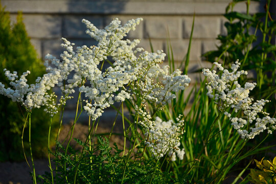 kwiitnąca wiąz&oacute;wka bulwkowa, wiąz&oacute;wka bulwkowata, Filipendula vulgaris,  dropwort, fern-leaf dropwort, white flowering delicate Filipendula vulgaris Flora Pleno	
