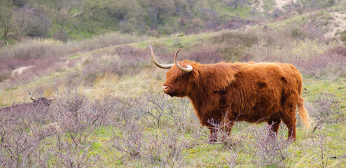 Scottish highland cattle, cow in the countryside, bull with horns on a pasture, ginger shaggy coat
