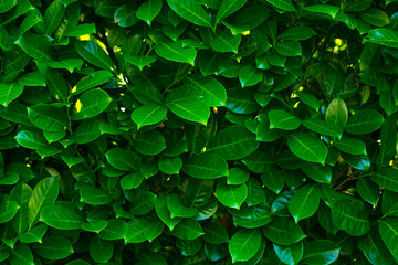 background of green leaves