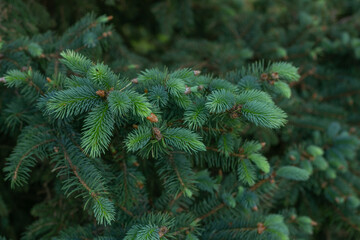 Green spruce branches as a textured background. 