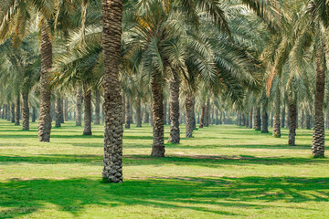 Palm grove with green grass on lawns on clear day