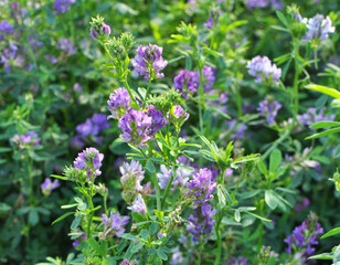 The field is blooming alfalfa