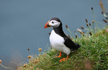 A close up of a Puffin on a cliff in Scotland. Latin name 'Fratercula'.