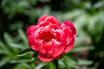 Red Peony