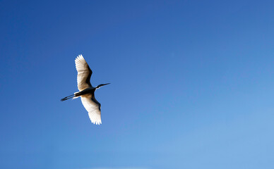 Great Egret (Ardea alba)