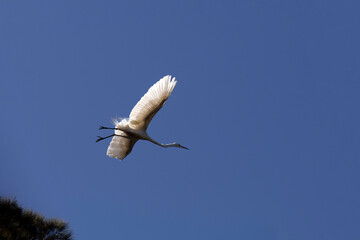 Great Egret (Ardea alba)