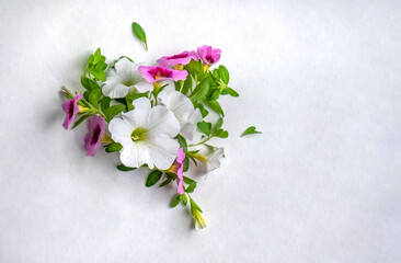 Flowers of calibrachoa or petunia isolated on white background.
