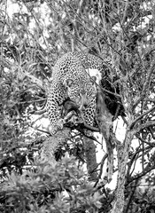 Fototapeta na wymiar Leopard Guarding it's Kill