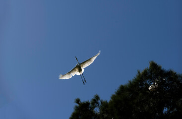 Great Egret (Ardea alba)