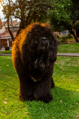 Tibetan mastiff dog in the park. giant black dog walking in the meadow. giant breed of dog walking in the park in the middle of a sunset. 