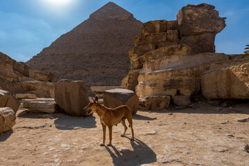 Stray Dog at the Great Pyramid at ehe Giza pyramid complex,  Giza necropolis is  in Cairo, Egypt. ...
