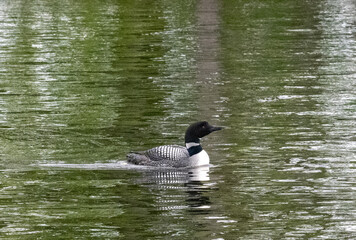 Loon on a lake