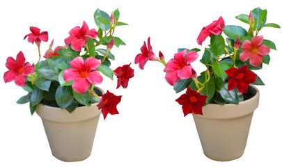 Plantes vertes d'intérieur ou extérieur, de dipladénia à fleurs roses en pot isolé et sur fond transparent pour illustrations, plans d'aménagement paysager, dessins d'architecture, décoration