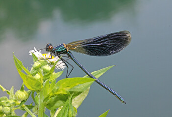 elegante libellula dai riflessi blu metallici (Calopteryx splendens, maschio
