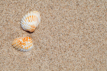 Fototapeta na wymiar Two seashells on sandy beach close-up, full depth of field