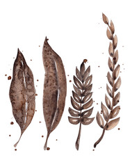 Feathers and spikelets. Watercolor set. Isolated illustration in splashes of coffee