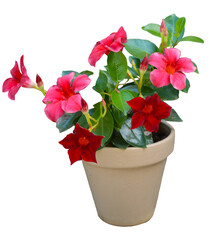 Plante verte d'intérieur ou extérieur, de dipladénia à fleurs roses en pot isolé et sur fond transparent pour illustrations, plans d'aménagement paysager, dessins d'architecture, décoration