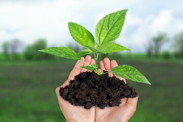 Farmer hand holding dark soil on field background.