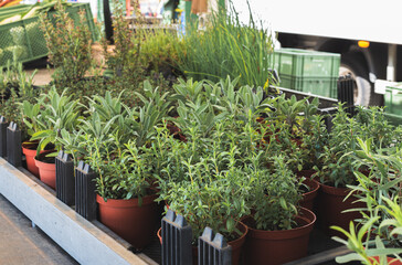 flower pots with plants in flower shop