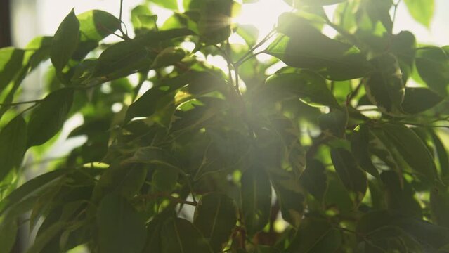 LENS FLARE: Morning sunlight shining through thriving Ficus benjamina bonsai tree. Lush variegated foliage of a weeping fig and peeking sunbeams. Close up view of a beautiful evergreen indoor plant.