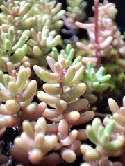 petite plante succulente