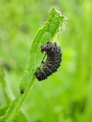 larve noire sur une feuille