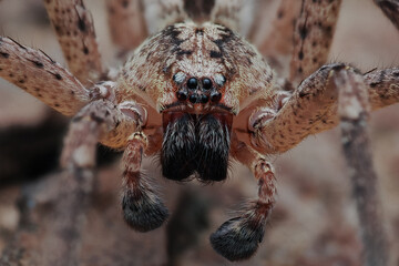 Die Nosferatu Spinne als Nahaufnahme in Frontalansicht, Zoropsis spinimana