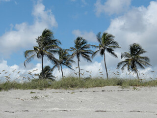 Palm trees are blowing in the wind on the beach of Jupiter Inlet Colony on the Atlantic Coast of Florida, in the United States of America. 