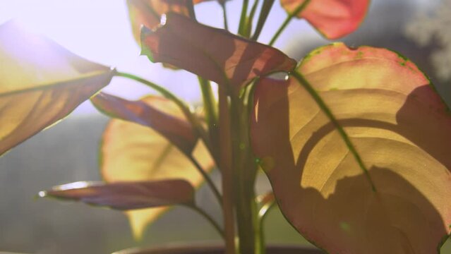LENS FLARE: First morning rays illuminate colourful leaves of potted aglaonema. Golden sunbeams shining through upright pink and green leafage. Close up view of exotic and beautiful pink star plant.