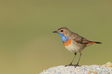Bluethroat  - Luscinia svecica
