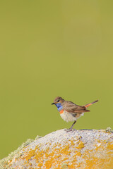 Bluethroat  - Luscinia svecica