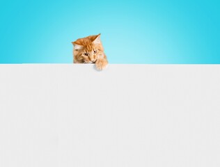 Funny cute kitten with blank white card