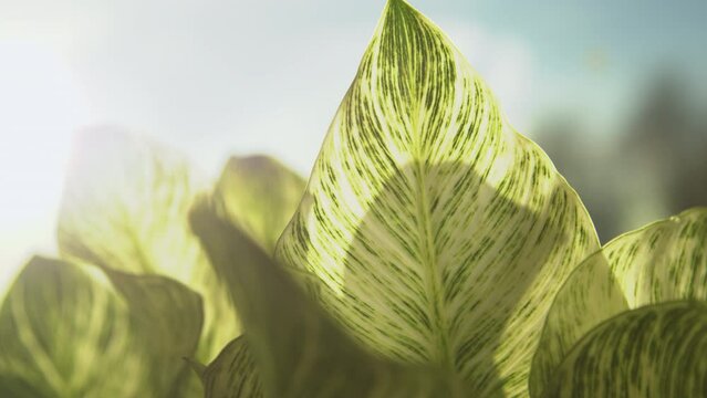 LENS FLARE, MACRO: Beautiful pattern of philodendron Birkin leaves in early light. Golden morning sunbeams shine over striped philodendron white wave leafage. Close up view of exotic indoor houseplant