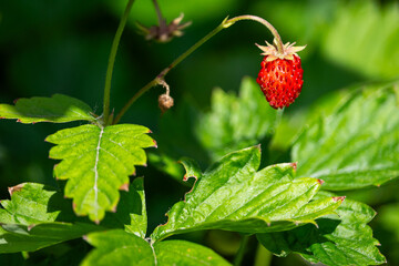 Fresh wild strawberry on the bush