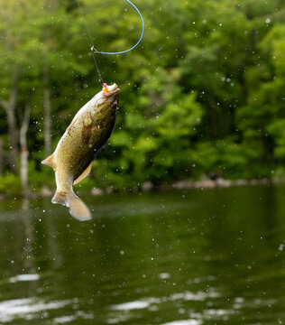 Smallmouth Bass