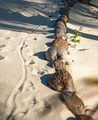 coconuts that lie on the sand.