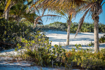 Vegetation on a warm ocean beach