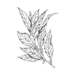 Vector hand drawn isolated illustration of bay leaf branch with corns, pepper, engraved style seasoning laurel, spices, organic herbal
