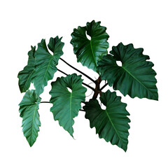 Dark green leaves of Philodendron species (Philodendron speciosum) the tropical foliage climbing vine plant bush © Chansom Pantip