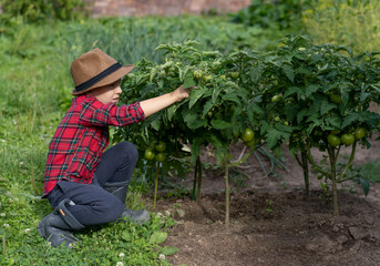 A little boy in a plaid shirt and a straw hat helps in the garden. He is sitting next to a bed of tomatoes.