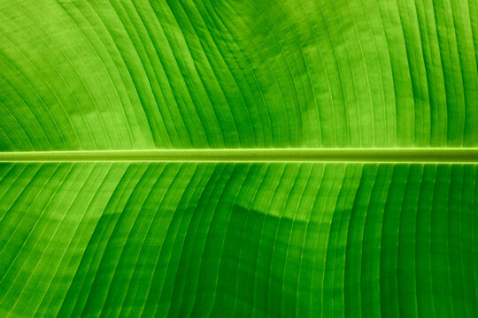 Green banana leaf background. abstract image.  green banana leaf backdrop. close up photo.  soft focus, nature background and wallpaper.