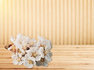 Pink fresh cherry blossom flowers branch