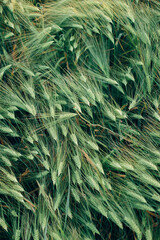 Beautiful barley ears in evening field, view above. Summer countryside. Atmospheric moment. Rye or wheat field, food and grain cultivation concept. Floral wallpaper.