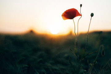 Beautiful red poppy in sunset light in barley field close up. Wildflowers  in summer countryside....