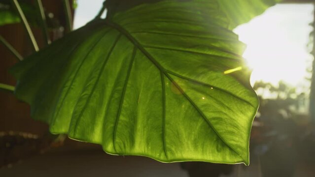 LENS FLARE, DOF: Large green leaf of giant alocasia in beautiful morning sunlight. Nicely visible veins and midrib form an amazing natural pattern. Lush growing exotic houseplant alocasia macrorrhiza.