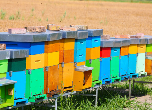bee hives for the production of organic honey in the middle of the field in summer