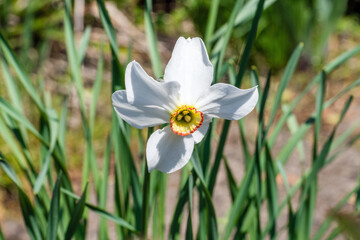 blooming white narcissus flower growing on the ground in the garden