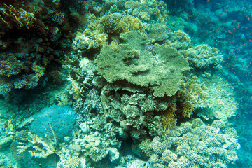 Naklejka na ściany i meble View of coral reef in Sharm El Sheik
